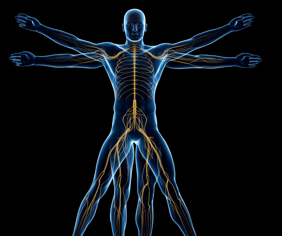fascia