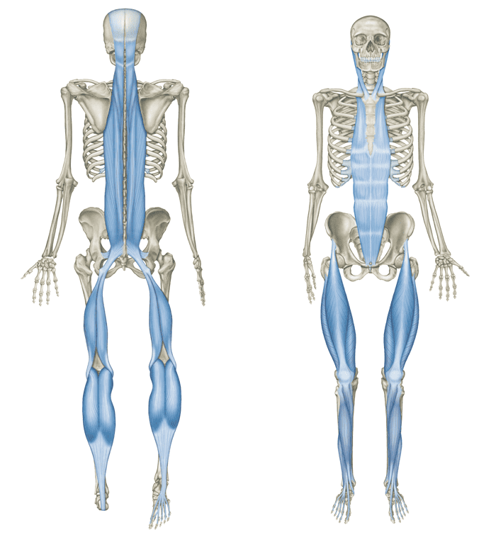 understanding the importance of fascia in injury includes understanding the fascial lines
