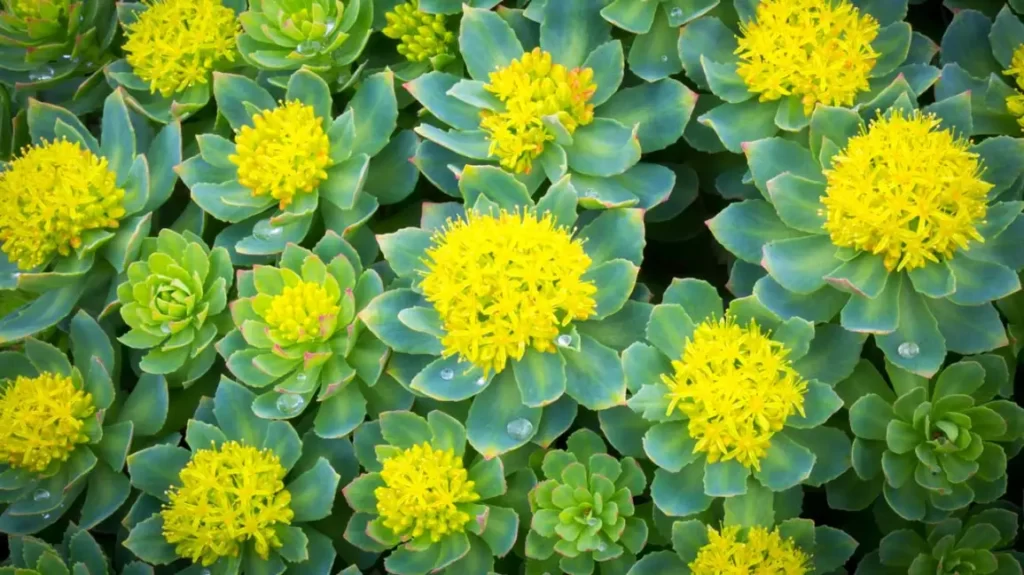 rhodiola rosea for recovery