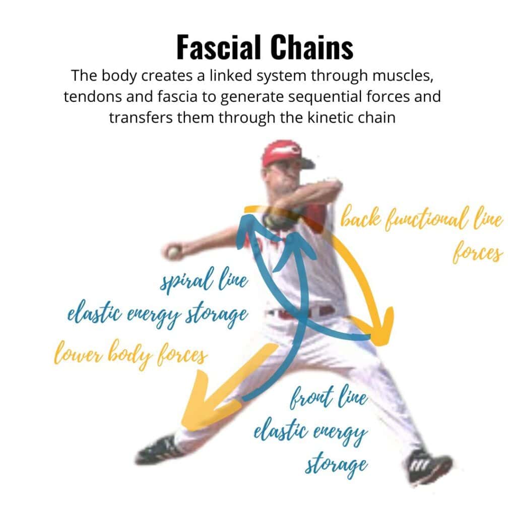 Fascia creates kinetic chains that help store elastic energy and improve movement efficiency.